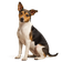 Terrier Brasileño