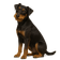 Terrier Cazador Alemán