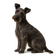 Terrier Checo