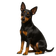 Terrier de Juguete Inglés negro y Fuego