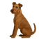 Terrier Irlandés