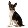 Terrier Japonés