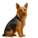 Terrier Sedoso Australiano