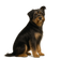 Terrier Tibetano