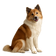 Thai Bangkaew Dog