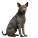 Thai Ridgeback Dog