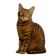 Toyger