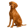 Vizsla