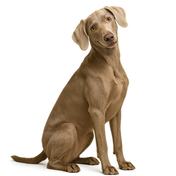 Weimaraner