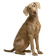 Weimaraner