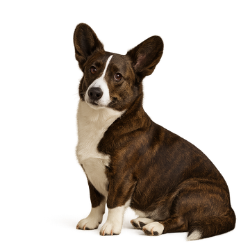 Welsh Corgi cardigan