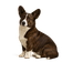 Welsh Corgi cardigan