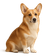Welsh Corgi Pembroke
