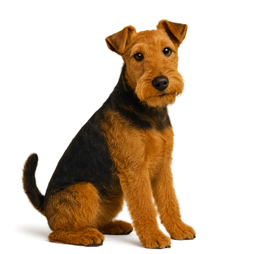 Welsh Terrier