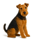 Welsh Terrier