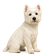 West Highland White Terrier