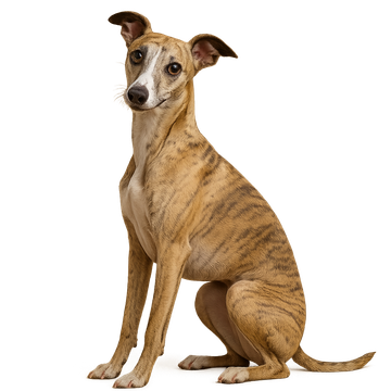 Whippet