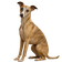 Whippet